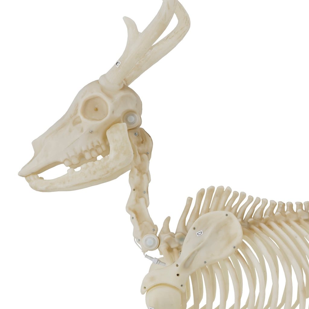 Light-Up Deer Skeleton Decoration, Ivory, 60", Halloween by Way To Celebrate