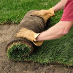 Centipede Sod Pallet, 500 sq. ft.