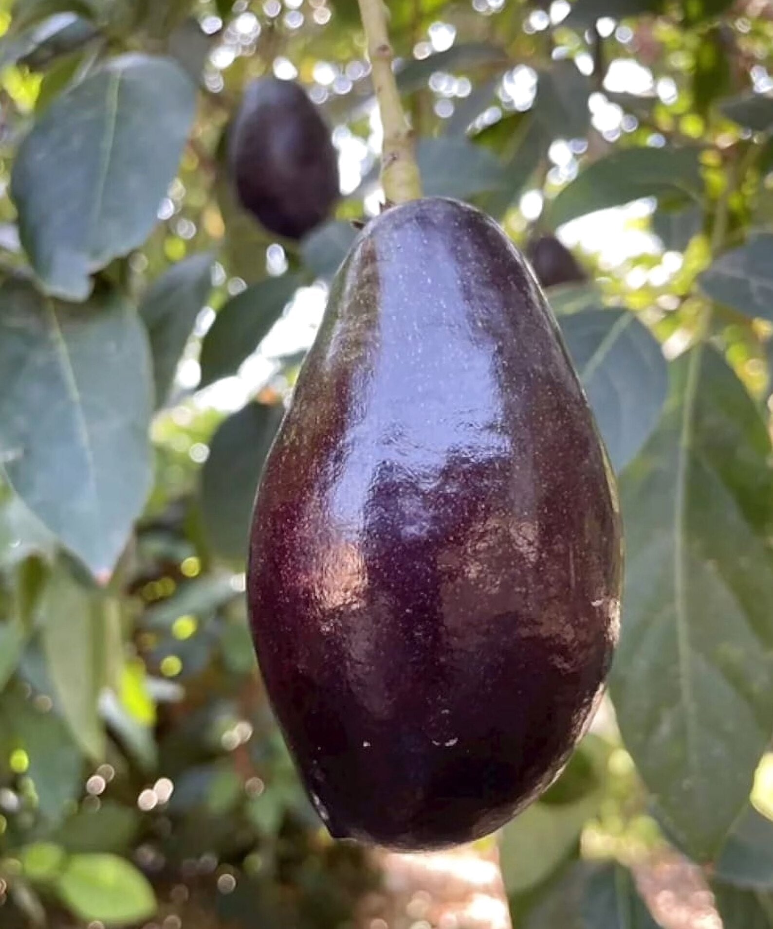 Grafted Mexicola Grande Avocado Tree 2-4FT Tall
