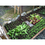 Seeding Square Square Foot Gardening Template Seed Sowing Tool Kit