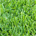 St. Augustine Sod Plugs, 36 Count / 500 Sq Ft