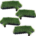 Tahoma 31 Bermuda Grass Plugs - 200 Large Plugs