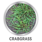 Casoron Granules Weed Preventer - 8 lbs