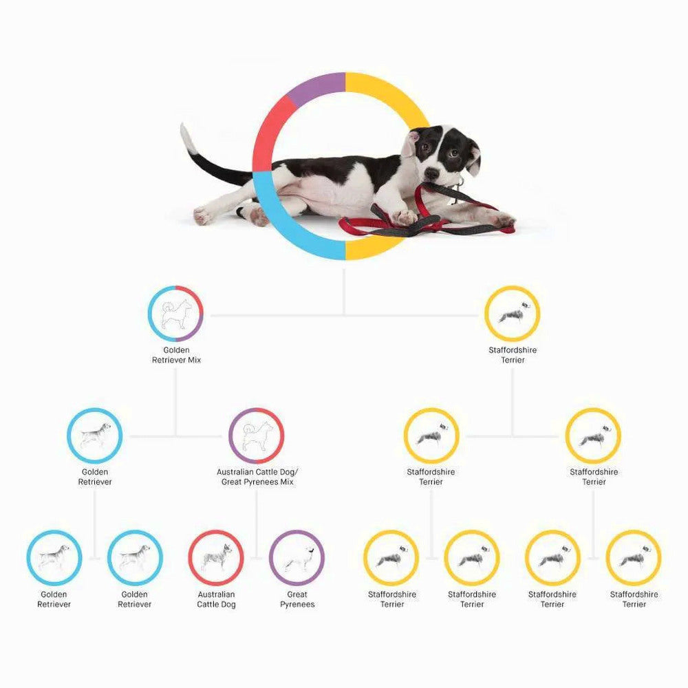 Embark Dog DNA Test Breed Identification Kit