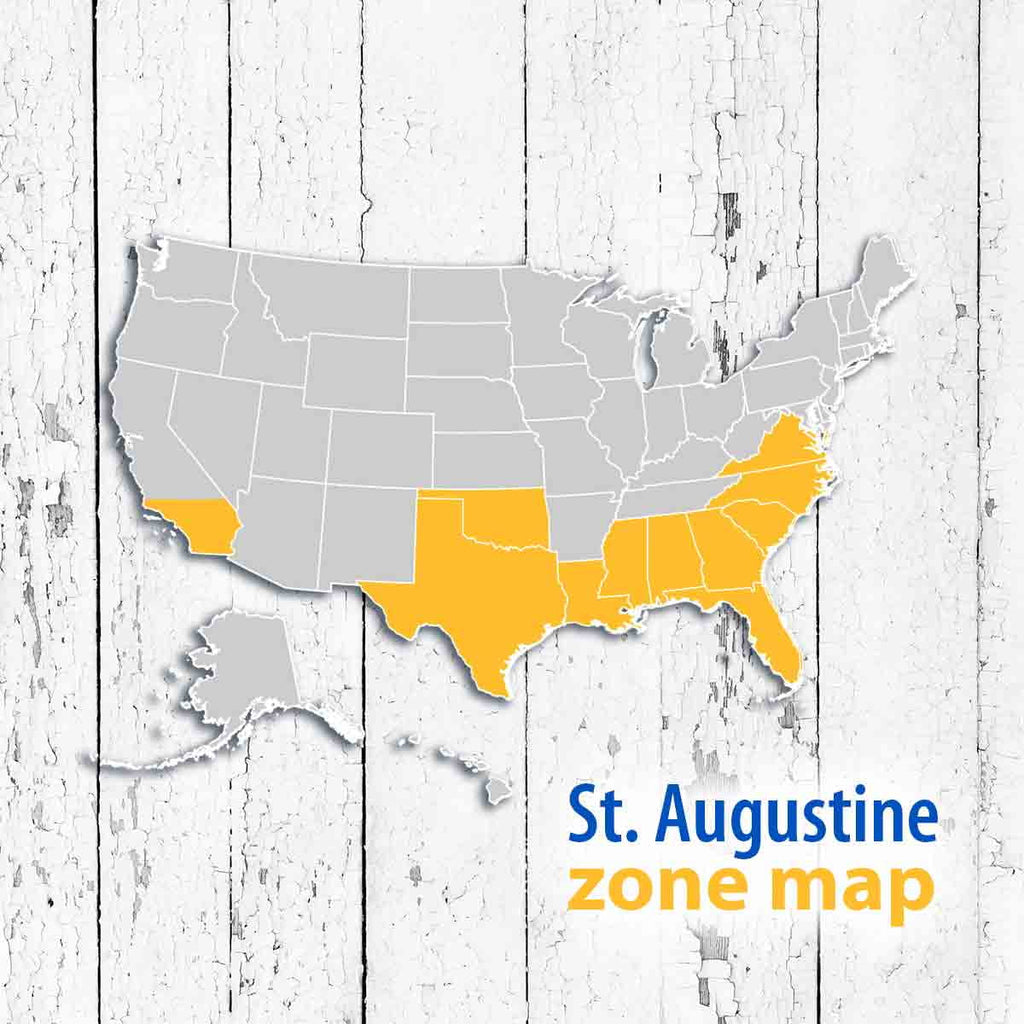 St. Augustine Sod Plugs, 36 Count / 500 Sq Ft