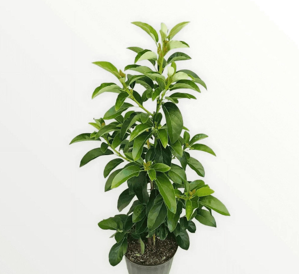 Grafted Mexicola Grande Avocado Tree 2-4FT Tall
